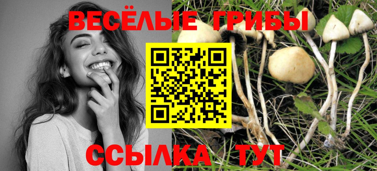 Псилоцибиновые грибы Cubensis Нижний Новгород